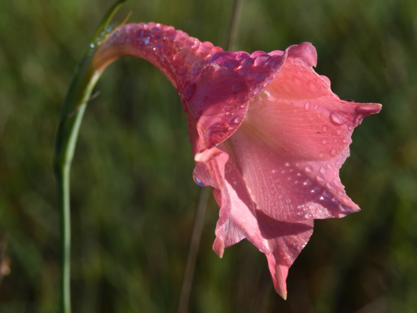 Photo of Southern Afrikaner (Gladiolus meridionalis) flower.