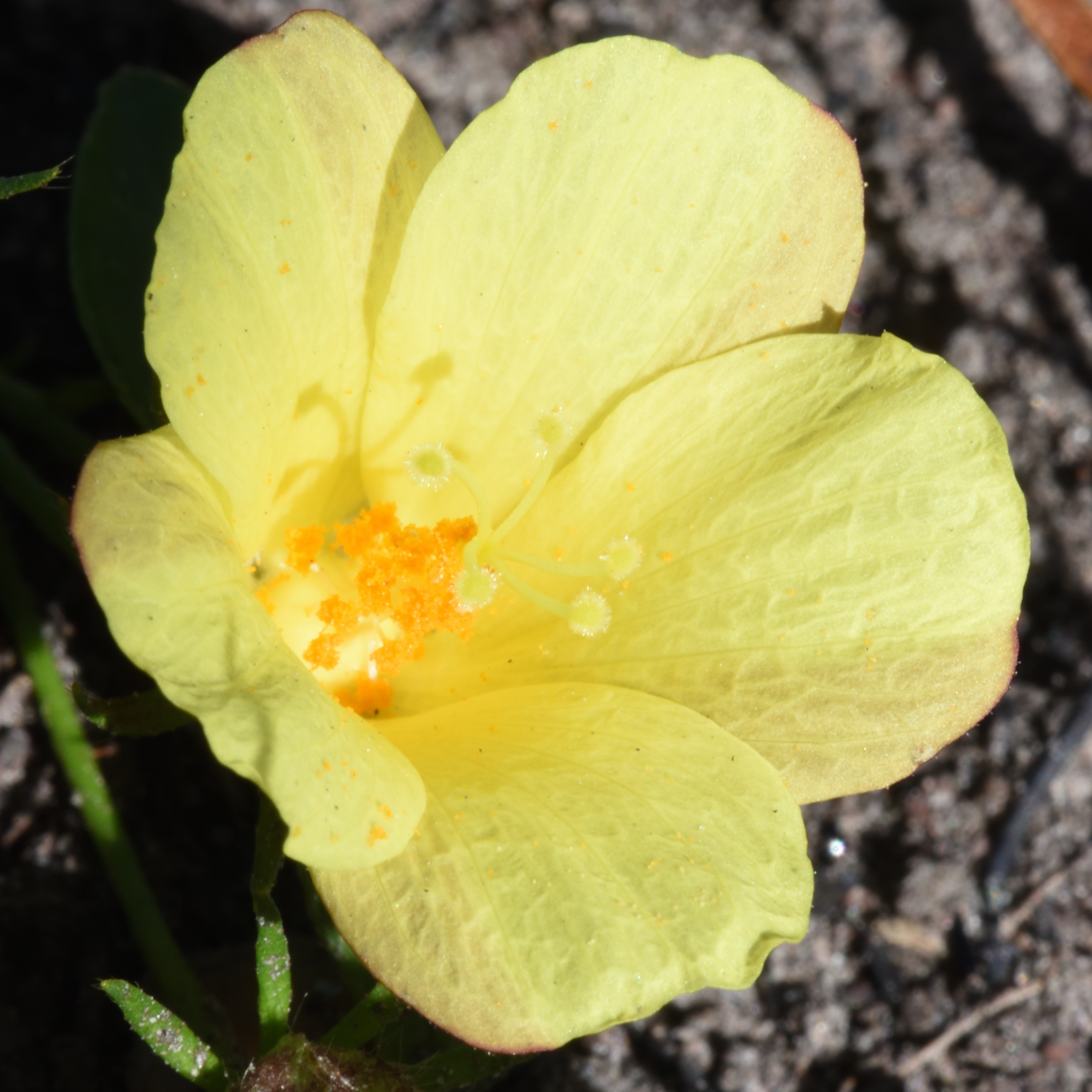 Photo of Cape Hibiscus (Hibiscus aethiopicus) flower.